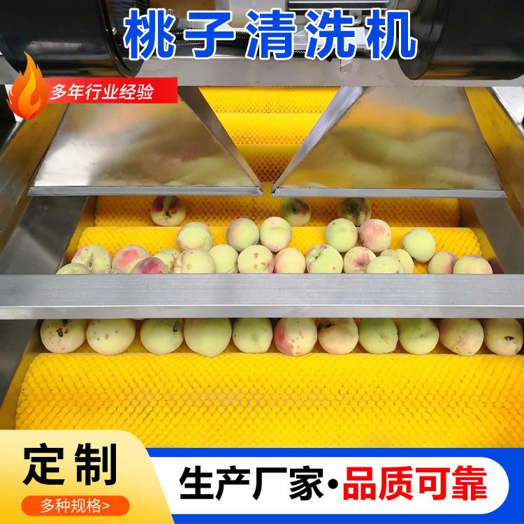 厂家定制新会柑毛刷清洗风干机洗果机不锈钢桃子清洗风干一体机