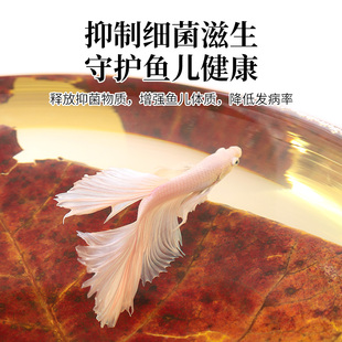 鱼缸榄仁叶乌龟橄榄叶水族斗鱼懒人叶降酸调节水质Ph值养龟龙眼叶