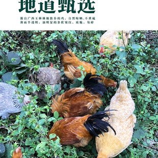 鸡内金中药材500g调理脾胃w儿童婴幼儿鸡内金农家散养鸡内金粉山