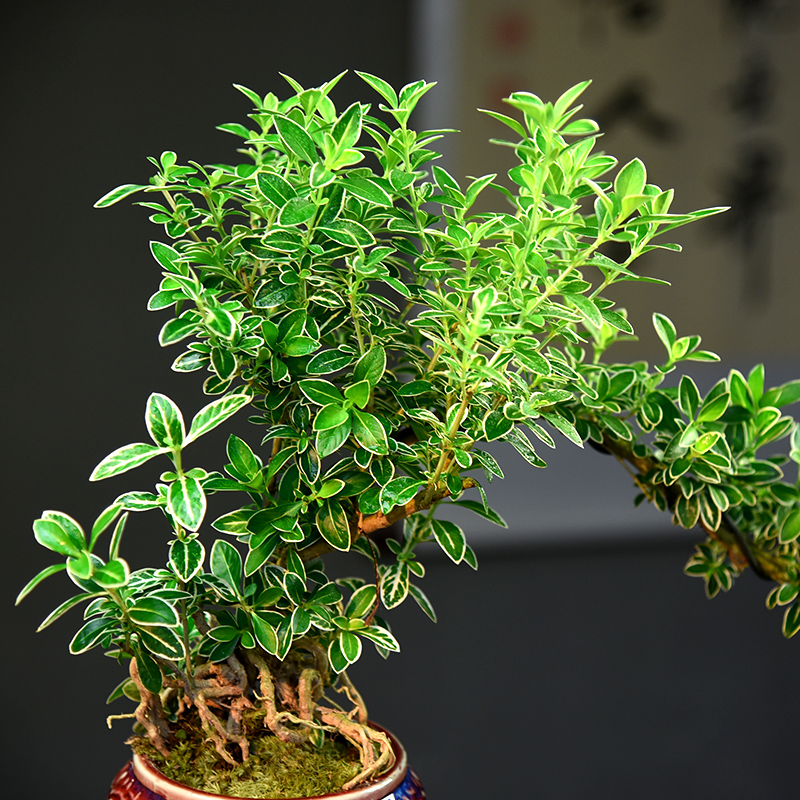 飘枝造型六月雪盆栽植物室内悬崖盆景办公室桌面摆件好养四季绿植