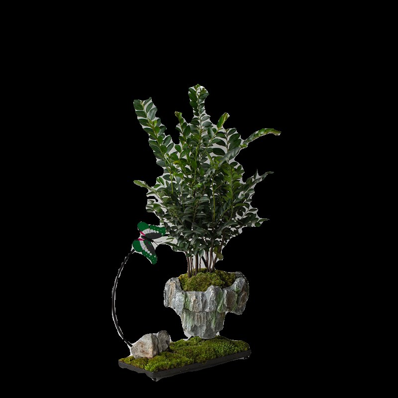 安第斯花园小叶紫檀中国风古风造型室内绿植盆栽开业乔迁长辈礼物