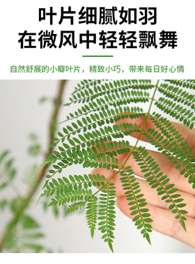 大蓝色的花楹盆栽室内客厅大型绿植好养活电视柜旁边四季家养树苗