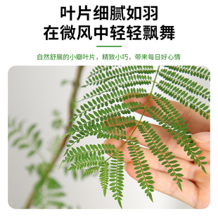 大蓝色的花楹盆栽室内客厅大型绿植好养活电视柜旁边四季家养树苗