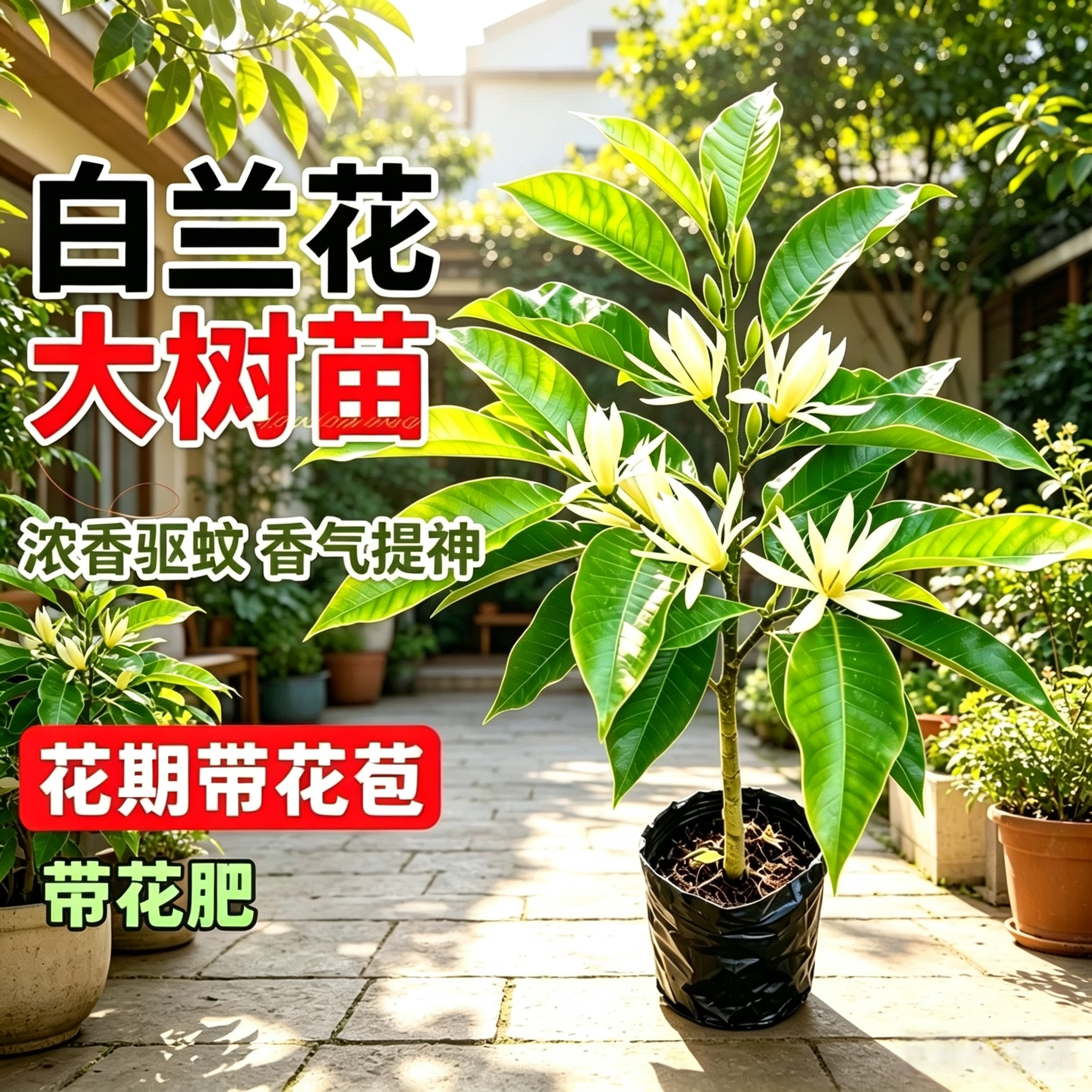 白兰花大树苗带花苞矮化玉兰花老桩盆栽紫黄角黄果兰花卉绿植植物