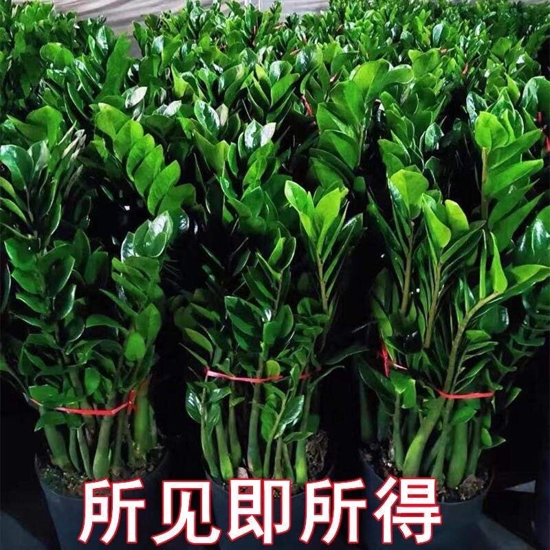 金钱树盆栽室内植物钱串子办公室客厅招财植物盆栽四季常青发财树
