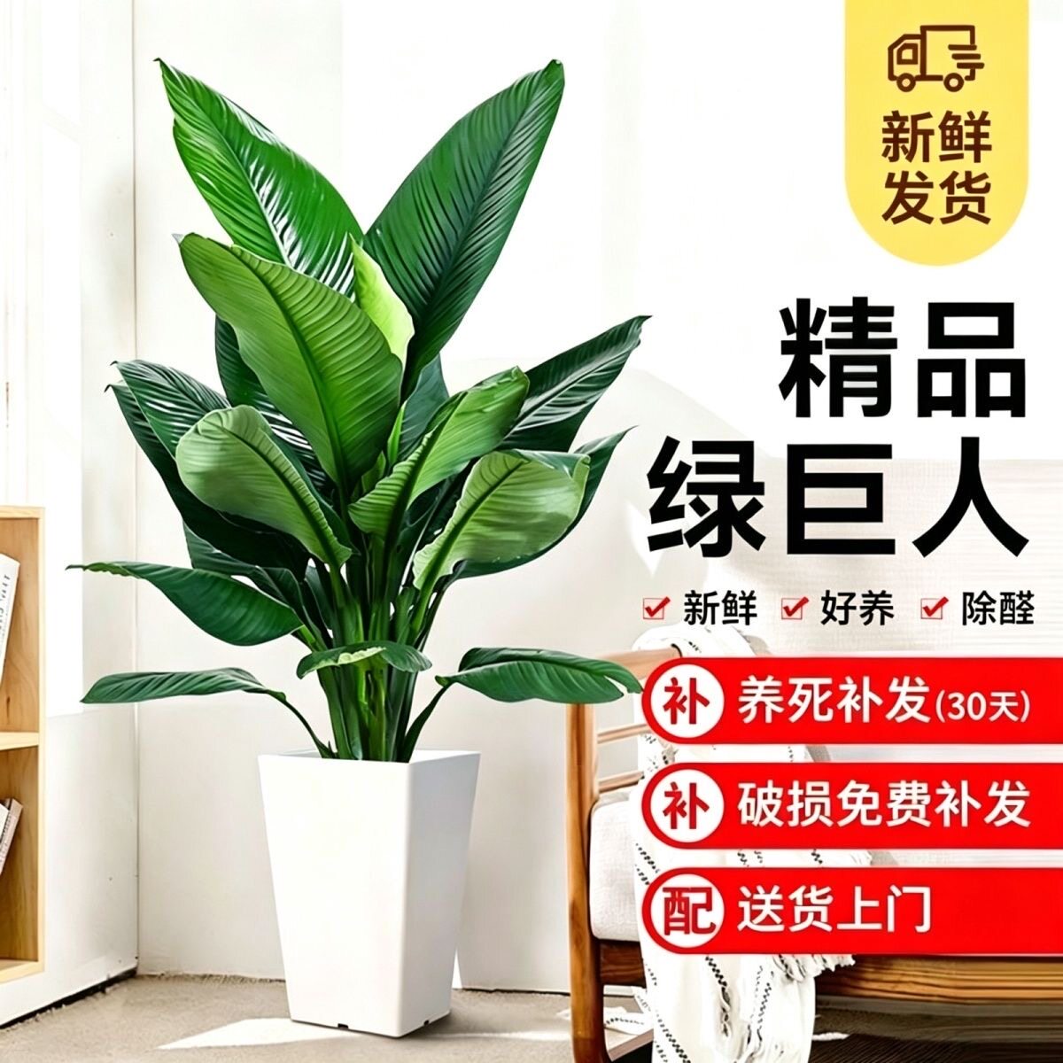 绿巨人盆栽绿植室内大型客厅植物净化空气除甲醛万年青好养活盆景