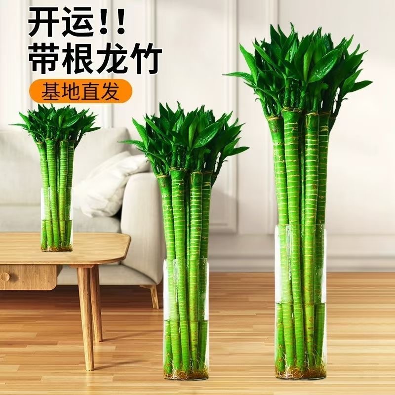 龙竹带根文昌竹观音竹荷花竹发财转运竹富贵竹植物水养客厅大绿植