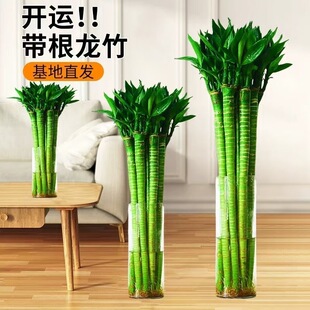 龙竹带根文昌竹观音竹荷花竹发财转运竹富贵竹植物水养客厅大绿植