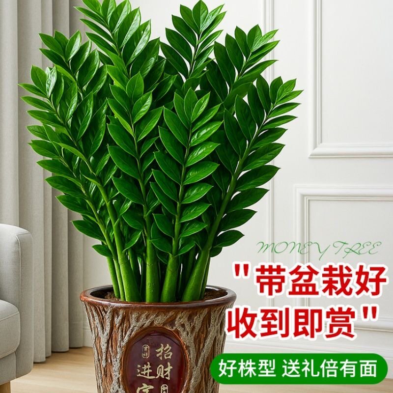 金钱树盆栽植物室内招财钱串子四季常青办公室客厅观叶绿植发财树