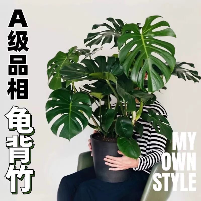 大叶龟背竹老桩盆栽室内水培土培好养植物净化空气花卉绿植苗摆件