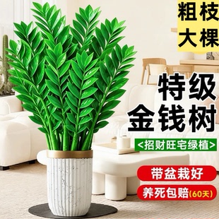 特大金钱树办公室盆栽高植物室内花卉客厅大绿植钱串子招财发财树