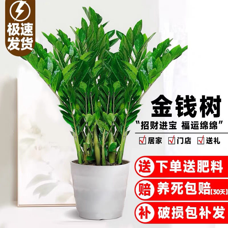 金钱树盆栽植物室内大绿植钱串子招财客厅四季常青发财树盆景