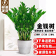 金钱树盆栽植物室内大绿植钱串子招财客厅四季 常青发财树盆景
