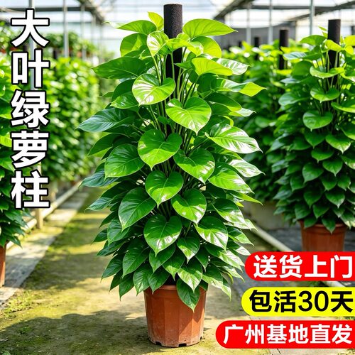 大叶绿萝柱盆栽客厅大型绿植室内新房净化空气开业送礼植物好养活