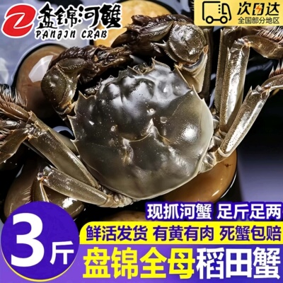 盘锦鲜活大闸蟹全母礼盒顺丰冷链