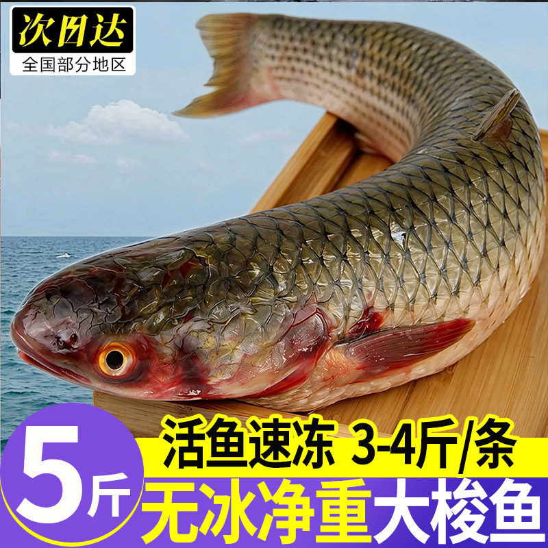 青岛海捕鲜活速冻海梭鱼批发