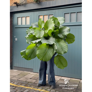 青苹果竹芋水培除甲醛净化空气北欧桌面室内盆栽耐阴观叶小清新