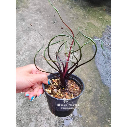 飞行章鱼海芋水培耐阴桌面绿植
