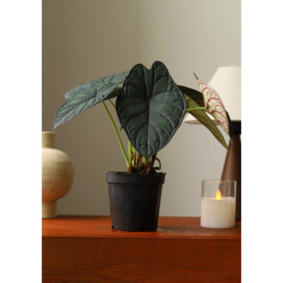 神盾海芋龙鳞海芋新品种Alocasaia X cupreaDragon Scale 高级感