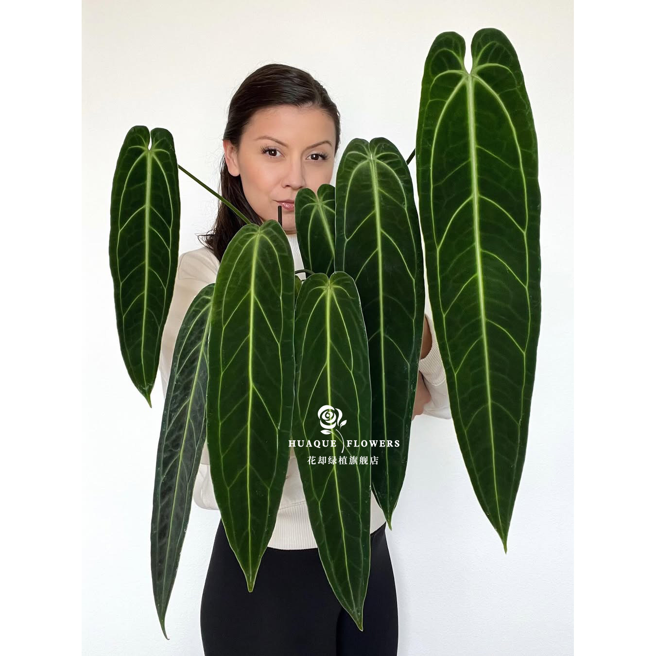 火鹤后花烛网红大叶室内观叶热植火鹤王高级感入门耐活阳台盆栽