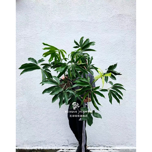 印第安羽毛蔓绿绒大叶伞植物 philodendron goeldii 掌叶蔓绿绒