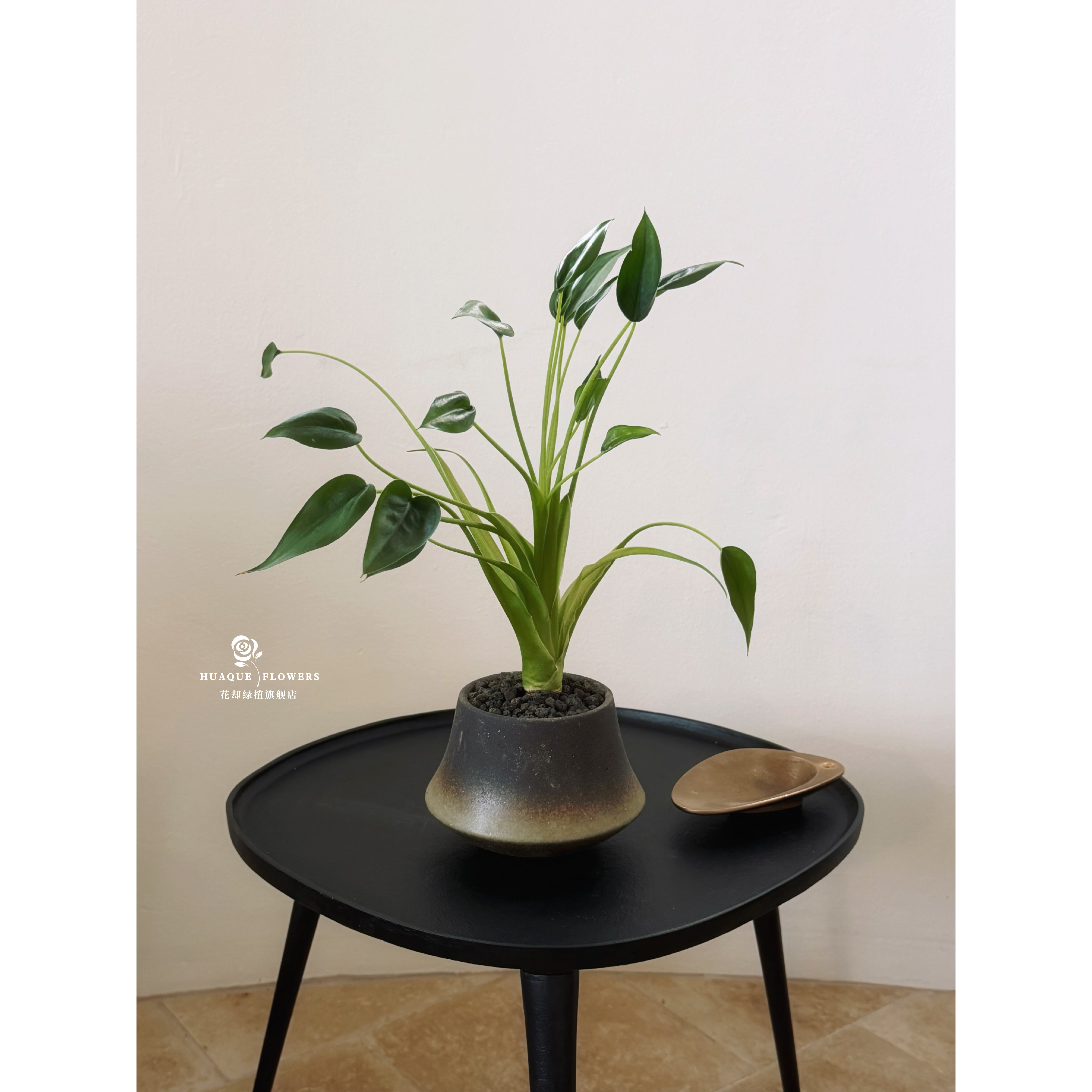 托尼舞者海芋办公桌耐阴植物奇趣章鱼海芋新品种触角水培卧室耐活