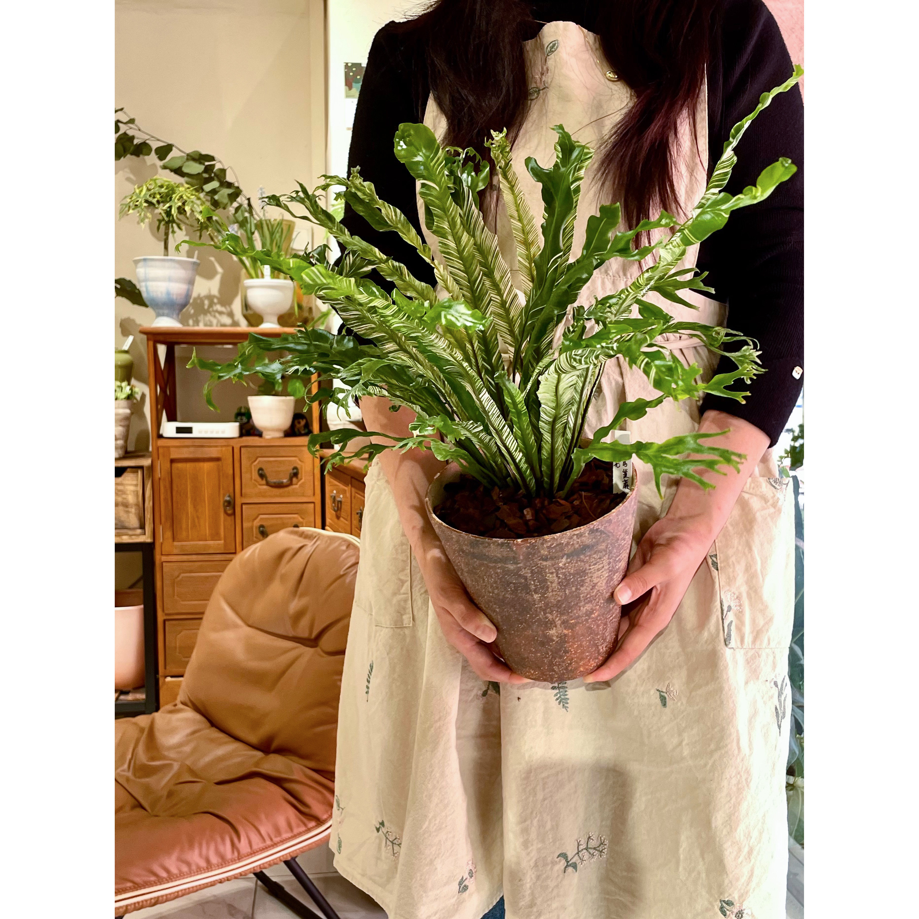 白月光鸟巢蕨白锦花叶Asplenium Nidus Variegated耐阴水培桌面图片