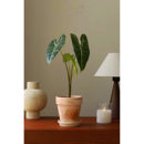 Miq longiloba 室内水培斑马海芋净化空气 Alocasia 银脉箭叶海芋