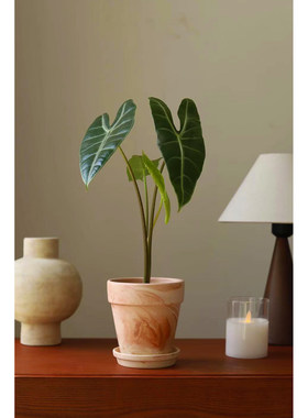 银脉箭叶海芋 Alocasia longiloba Miq 室内水培斑马海芋净化空气