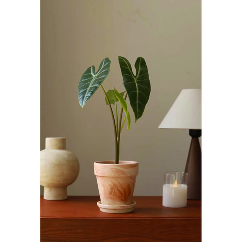 银脉箭叶海芋 Alocasia longiloba Miq 室内水培斑马海芋净化空气