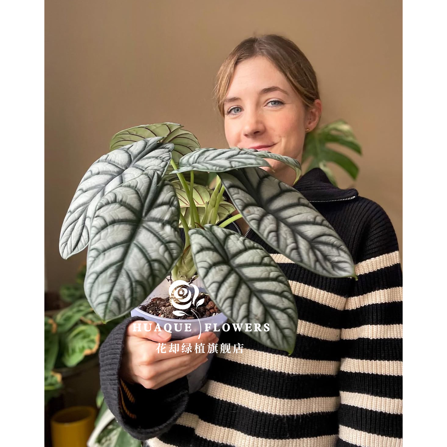 白犀牛海芋Silver Dragon网红植物室内桌面盆栽懒人耐活趣味阳台