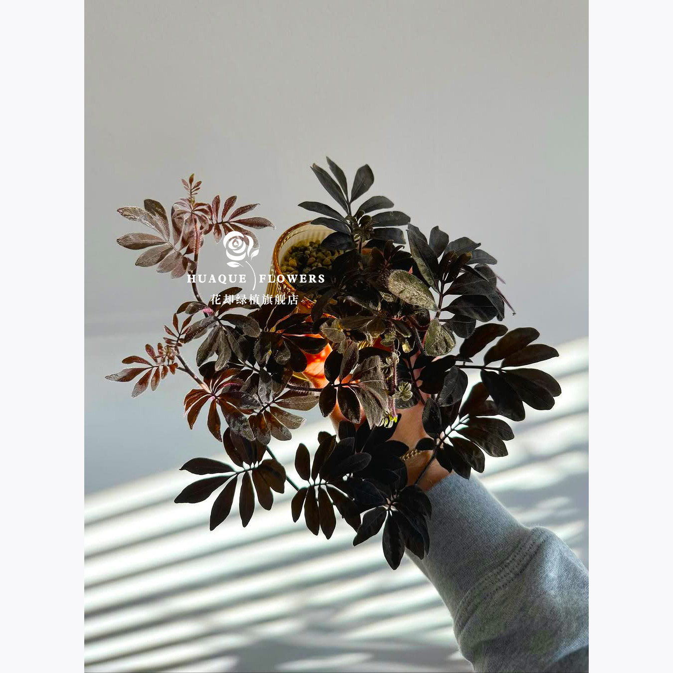 厄瓜多尔紫茄植物室内桌面垂藤阳台盆栽暗黑系小众爬藤庭院盆栽