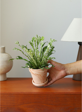 白月光鸟巢蕨白锦花叶Asplenium Nidus Variegated耐阴水培桌面