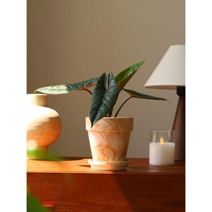 板盾海芋甲骨文海芋 炼狱蝰蛇盆栽绿植好养Alocasia scalprum