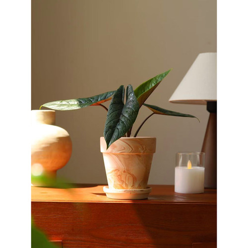 板盾海芋甲骨文海芋 炼狱蝰蛇盆栽绿植好养Alocasia scalprum