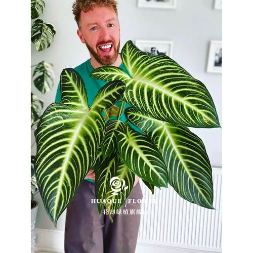乳脉千年芋Caladium (Xanthosoma)半阴室内绿植观叶植物小清新
