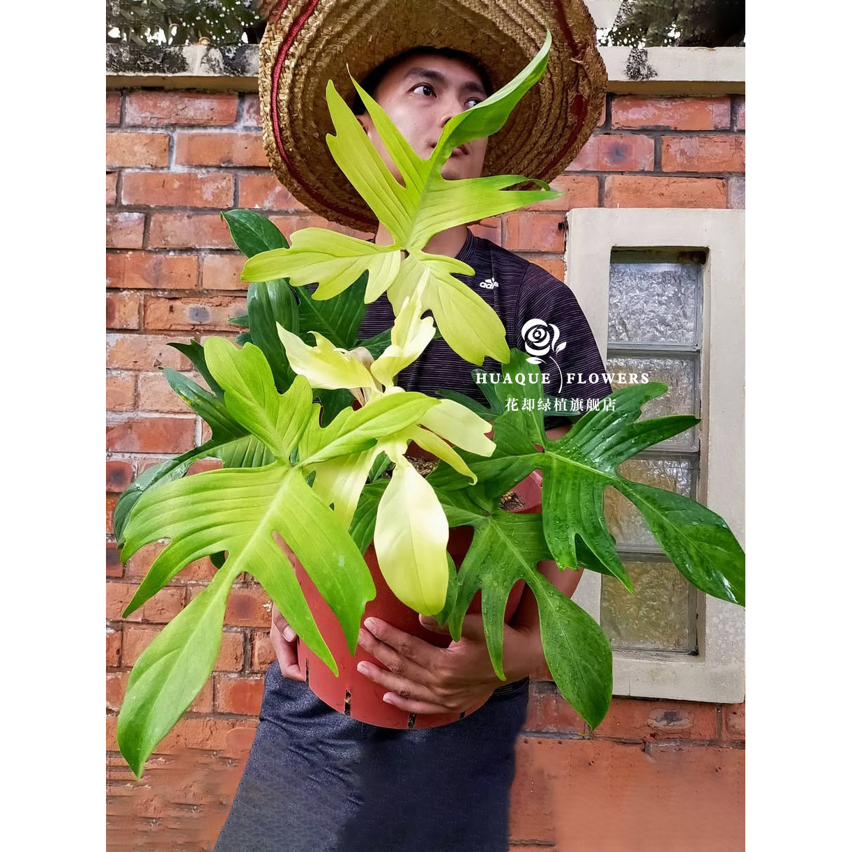 幽灵飞机佛罗里达蔓绿绒PhilodendronFlorida攀爬观叶绿植爬藤图片
