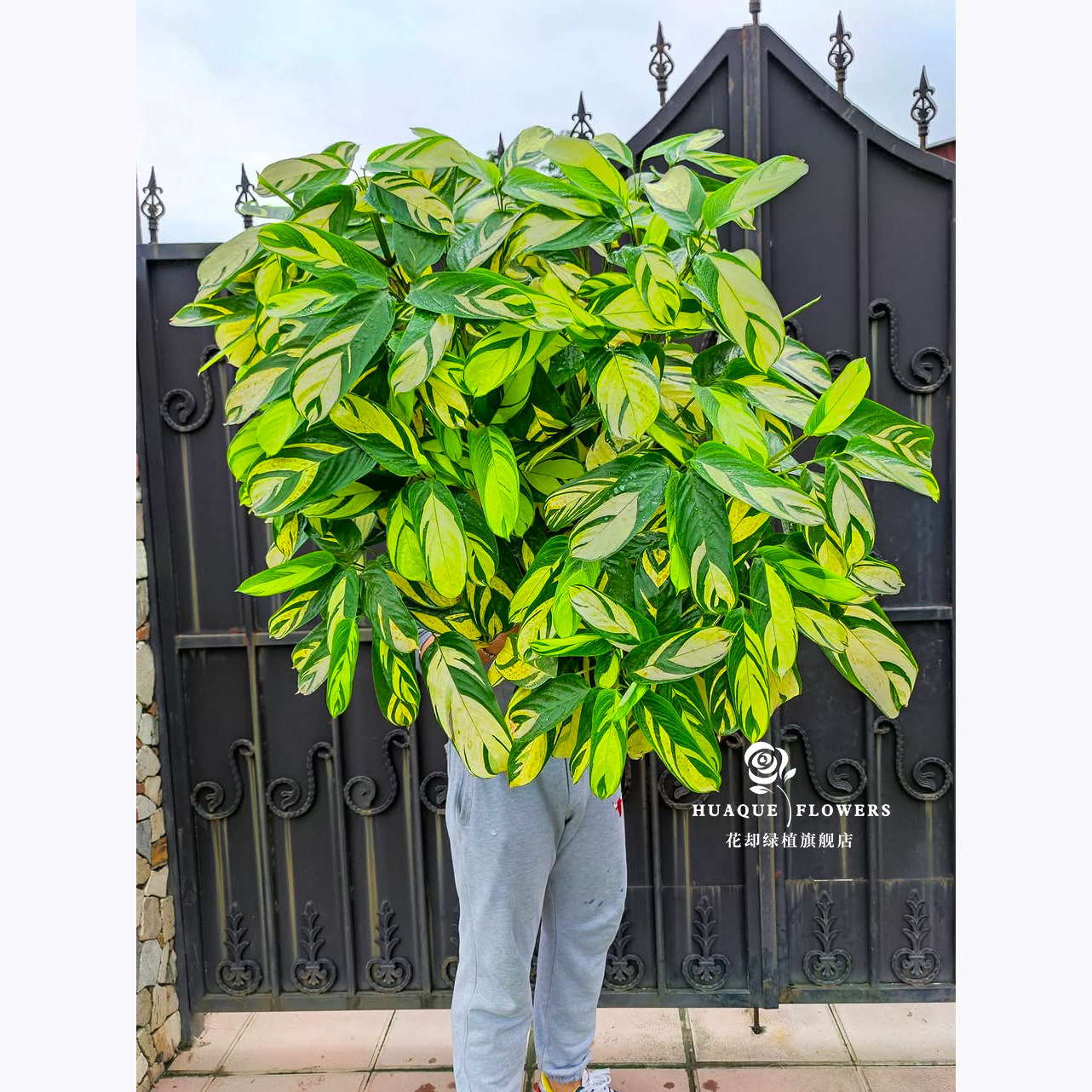 网红金梦竹芋室内桌面耐阴植物青苹果竹芋ins风水培飞羽植物耐活