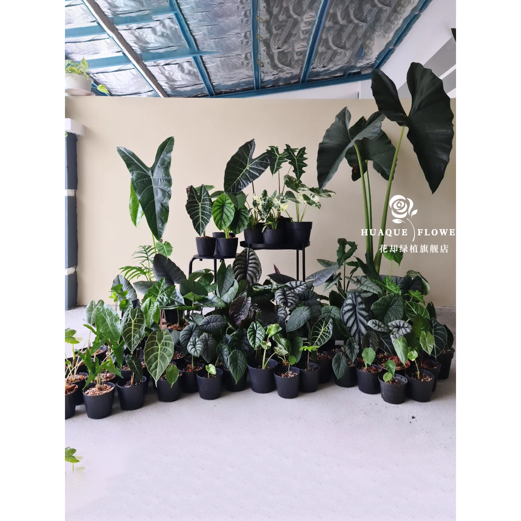 海芋全品类绿天鹅绒海芋白犀牛龙鳞天南星科植物室内客厅观叶盆栽