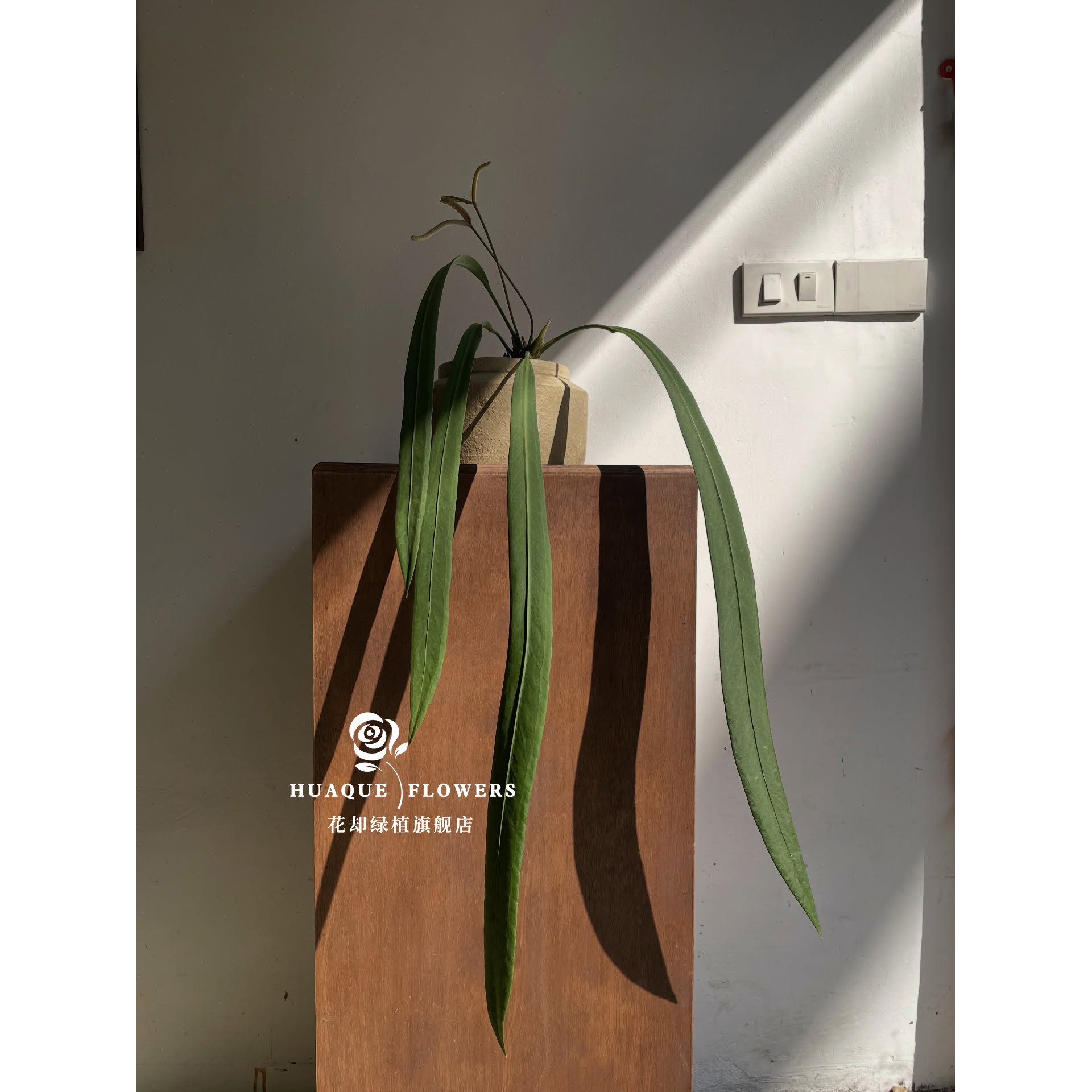 维塔领带花烛室内垂钓豌豆荚客厅垂落感长叶植物汊矶风氛围耐活