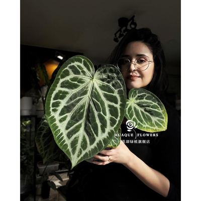 铜锣烧花烛银刷子粗脉花烛 Anthurium Dorayaki 入门克莱恩花烛