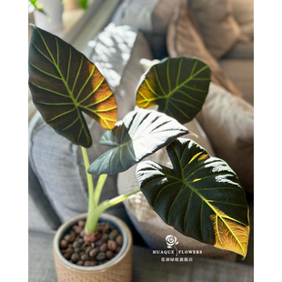 帝王盾大型室内观叶海芋象耳芋高级感暗黑风盆栽小众绿植新手好养