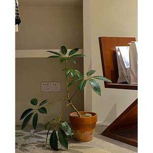 日本保罗大叶伞室内客厅盆栽网红细叶伞客厅耐阴净化空气阳台耐活