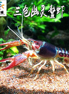 三色幽灵鳌虾水族鱼缸观赏虾新手草缸淡水红鳌虾蓝鳌虾白鳌虾稀有