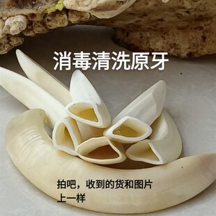 天然猪獠牙超大保真文玩手把件车挂雕刻收藏情侣男女吊坠项链