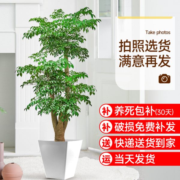 开业花落地大号客厅真大型绿植老桩枫幸福树幌盆景绿植室内植物伞