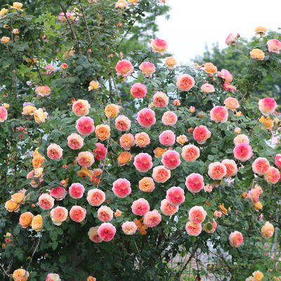 复色藤本月季花苗詹森大花浓香庭院爬藤蔷薇玫瑰花四季花卉植物
