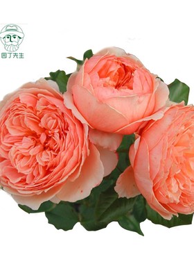 切花灌木 真宙 月季庭院四季开花带盆栽花卉蔷薇阳台玫瑰花苗浓香