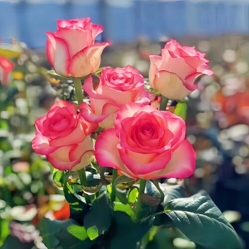 艾莎月季花苗带花苞多色花卉阳台庭院果汁阳台海神王玫瑰花苗盆栽