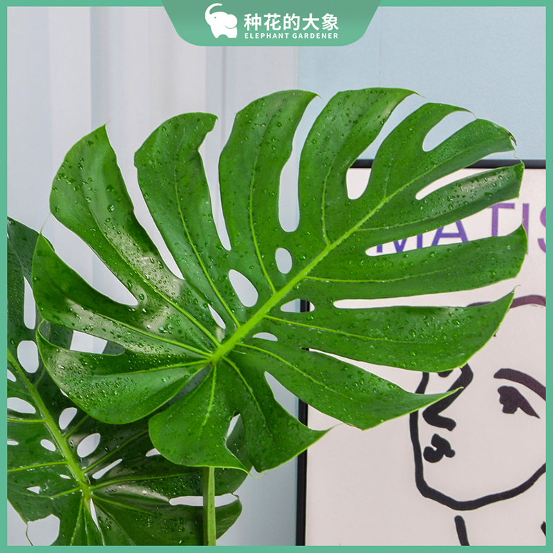 龟背竹大叶四季长青花卉优质培盆栽绿植发财树玛丽安净化室内好养